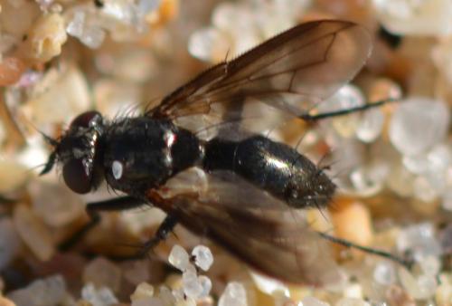 Réf. 310 780 : Periscepsia carbonaria
